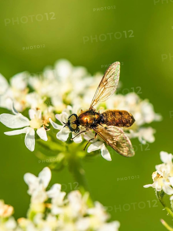Broad Centurion Fly, Chloromyia formosa