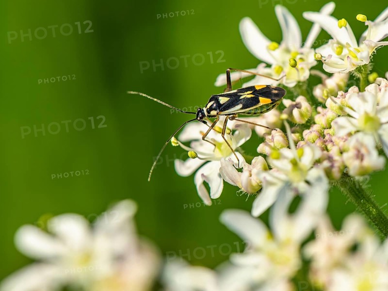Mirid Bug, Grypocoris stysi on white flowers