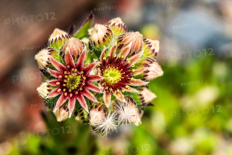 Mountain Houseleek,