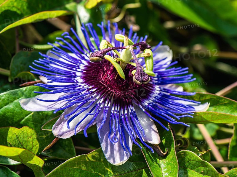 Violet Flower of Passion flowers, Passion vines