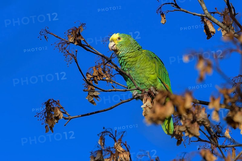 Yellow-headed Amazon,