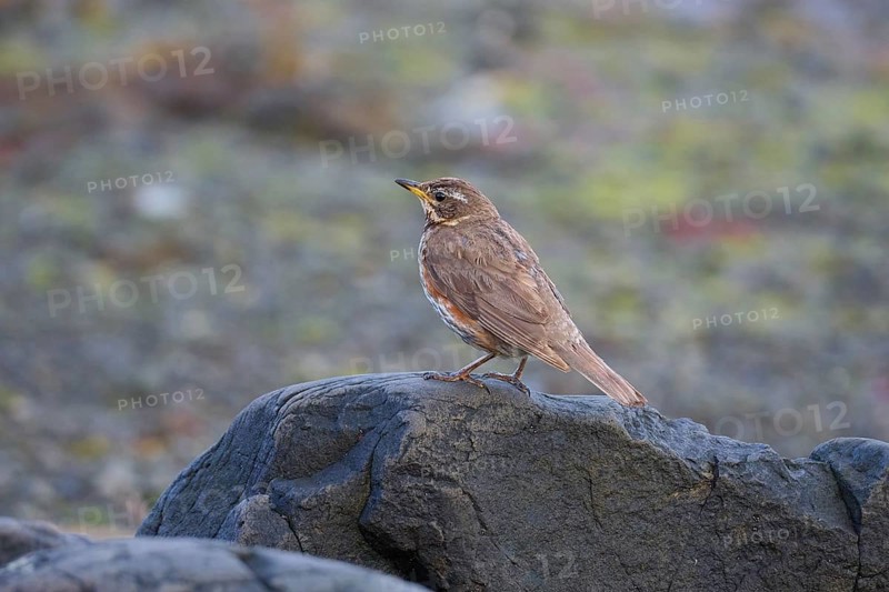 Redwing,