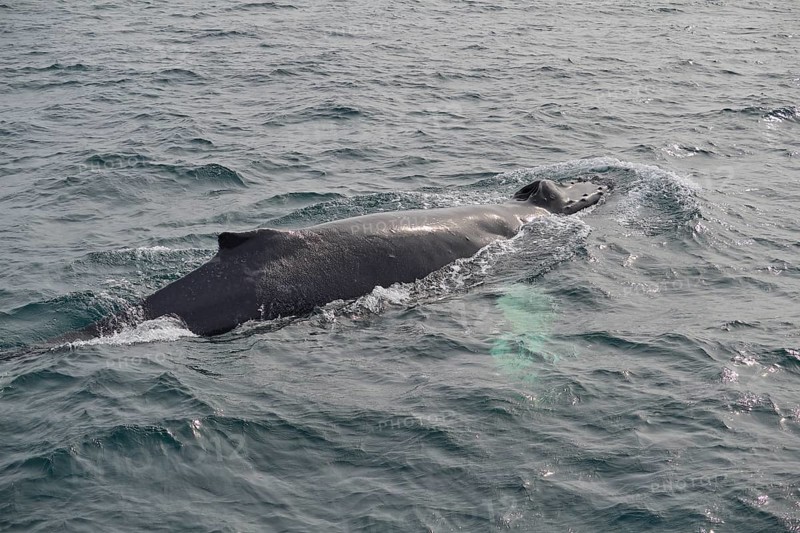 Humpback Whale,