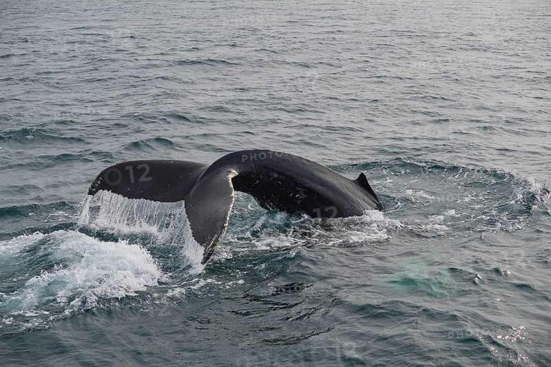 Humpback Whale,
