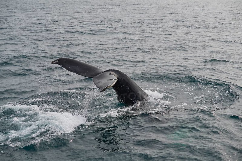 Humpback Whale,