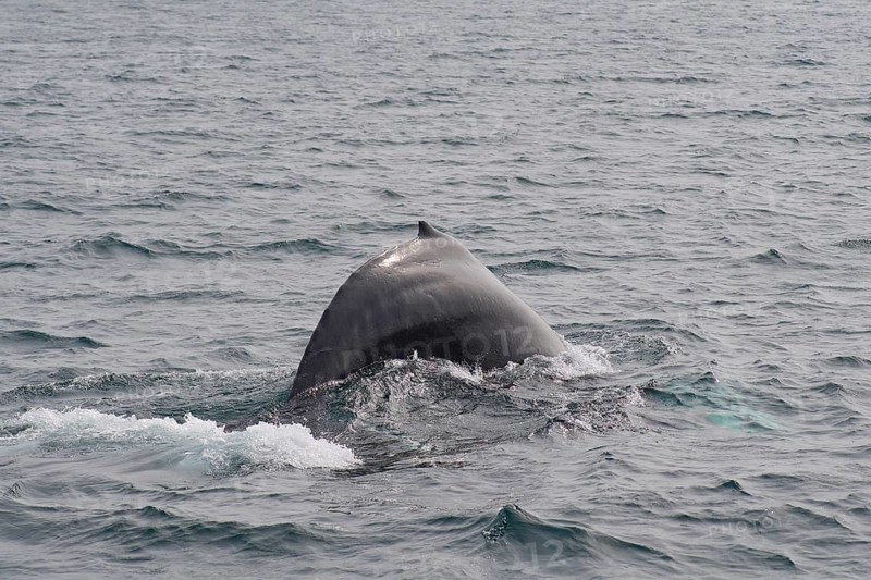 Humpback Whale,