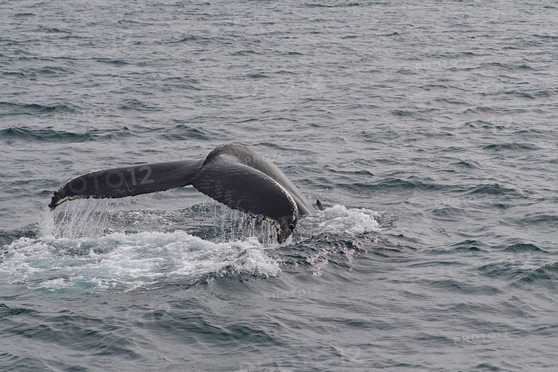 Humpback Whale,