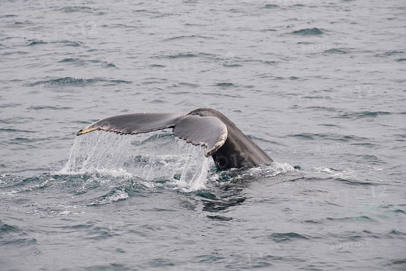 Humpback Whale,