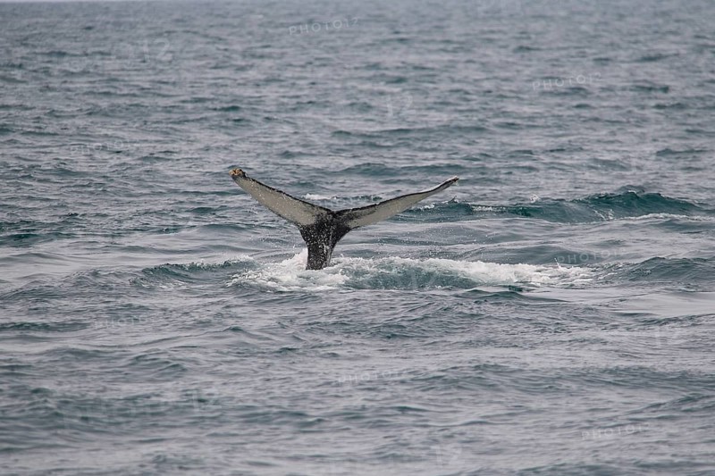 Humpback Whale,