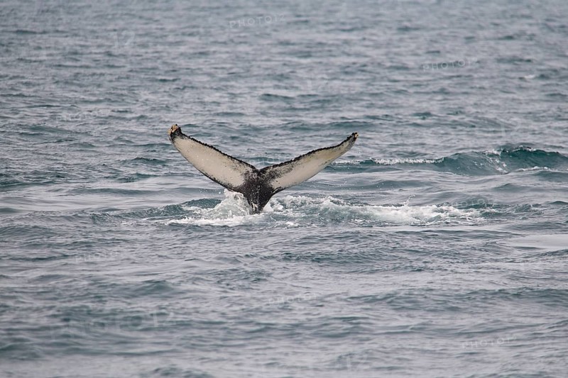 Humpback Whale,