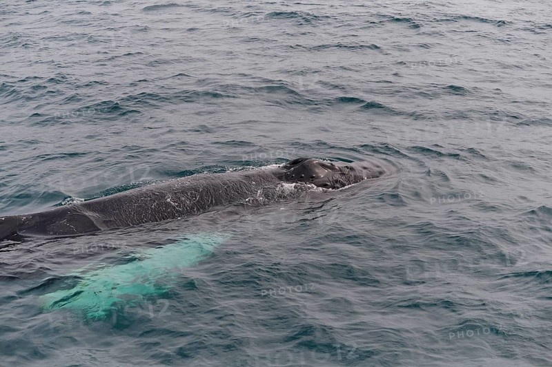 Humpback Whale,
