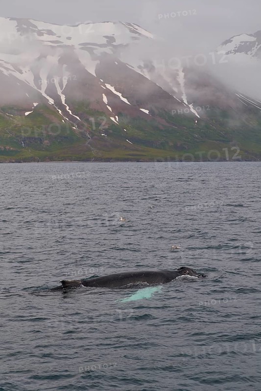 Humpback Whale,