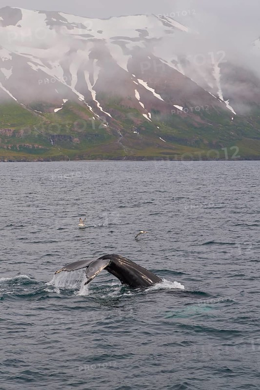 Humpback Whale,