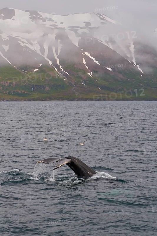 Humpback Whale,