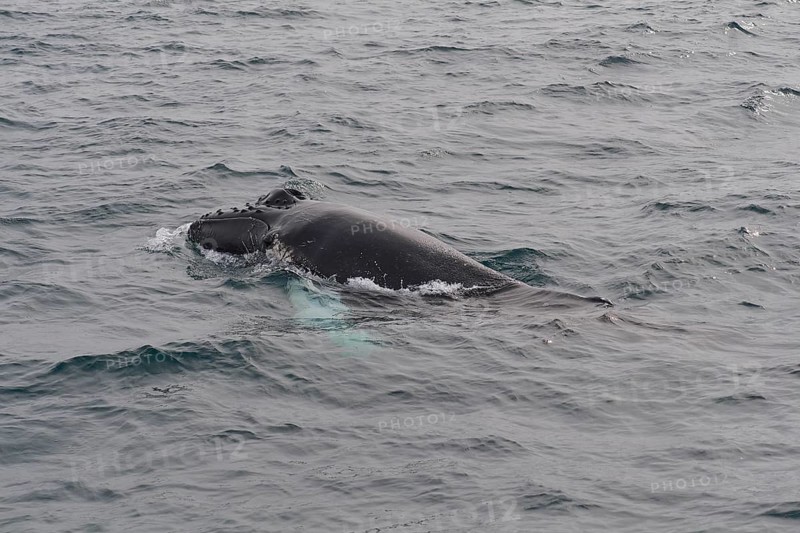 Humpback Whale,