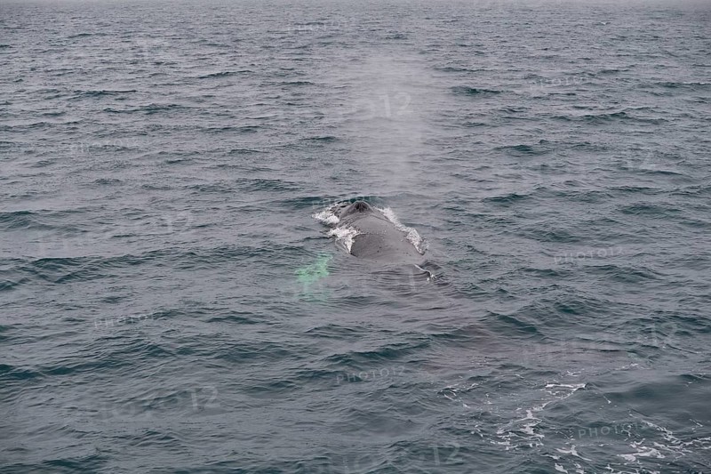 Humpback Whale,