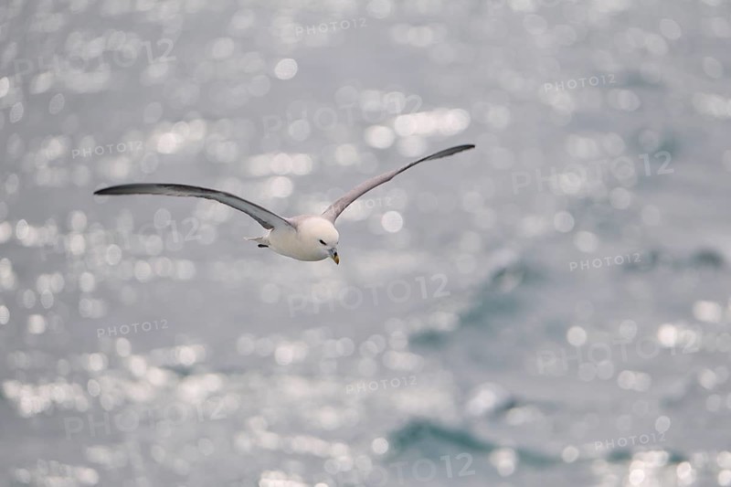 Northern Fulmar,
