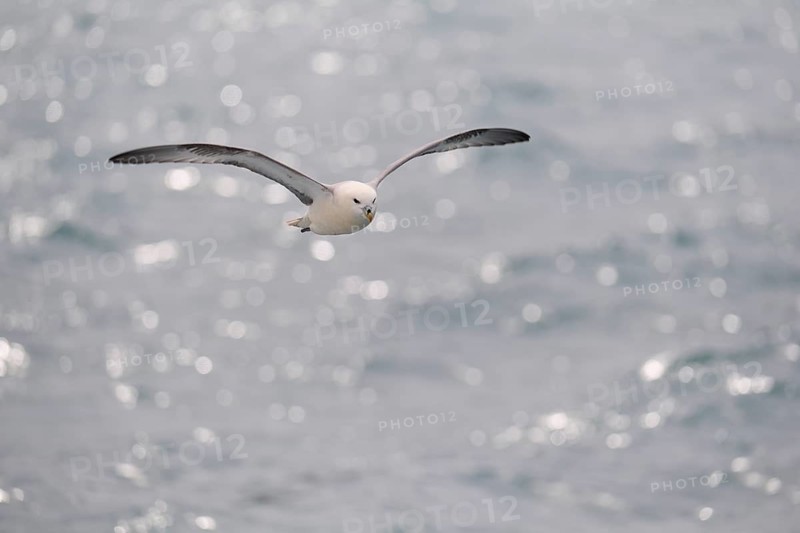 Northern Fulmar,