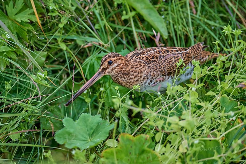 Common Snipe,