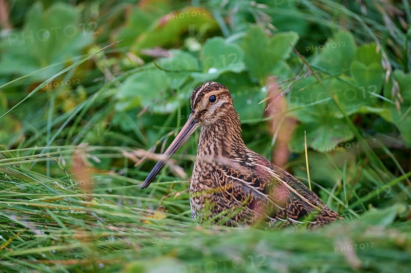 Common Snipe,
