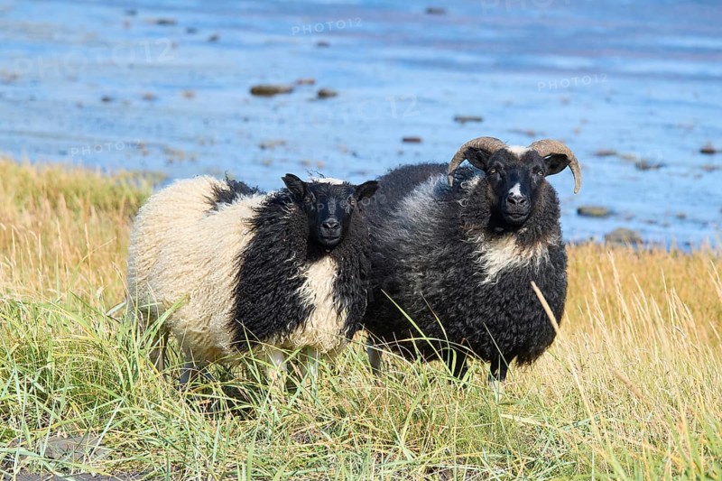 Icelandic sheep, two animals