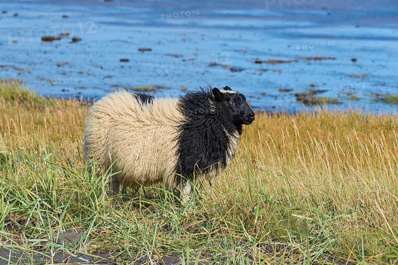 Icelandic sheep, Reynisdrangar