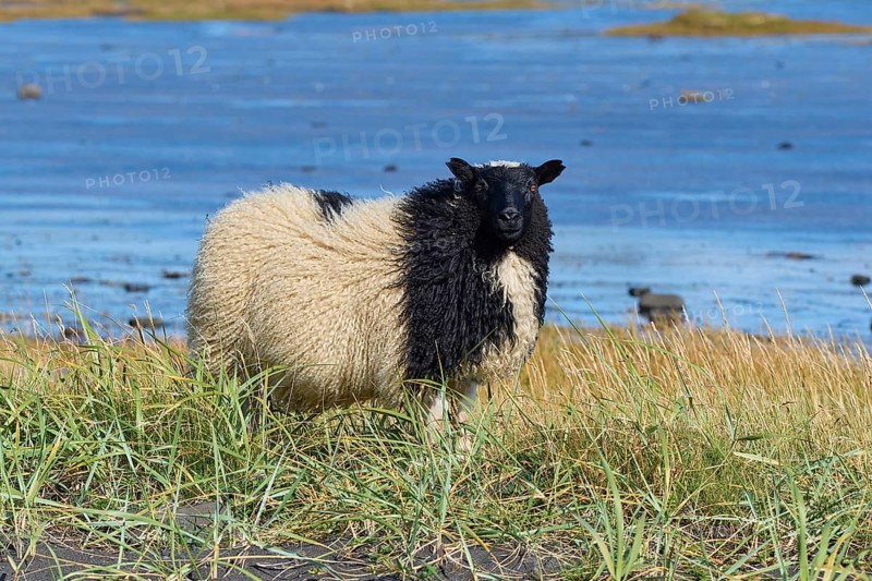 Icelandic sheep, Reynisdrangar