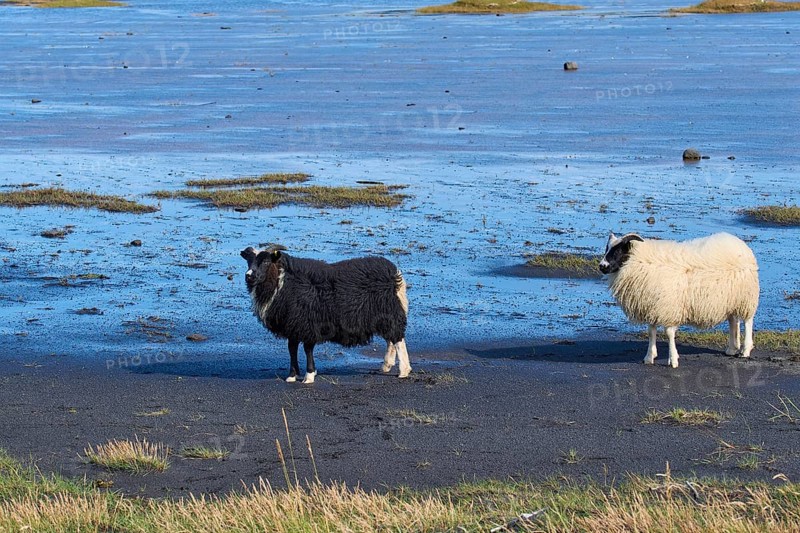Icelandic sheep, two animals