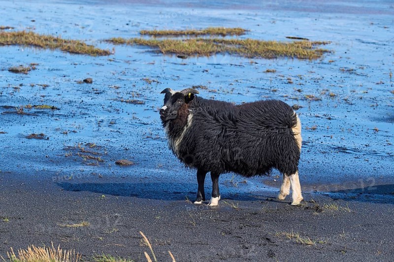 Icelandic sheep, two animals