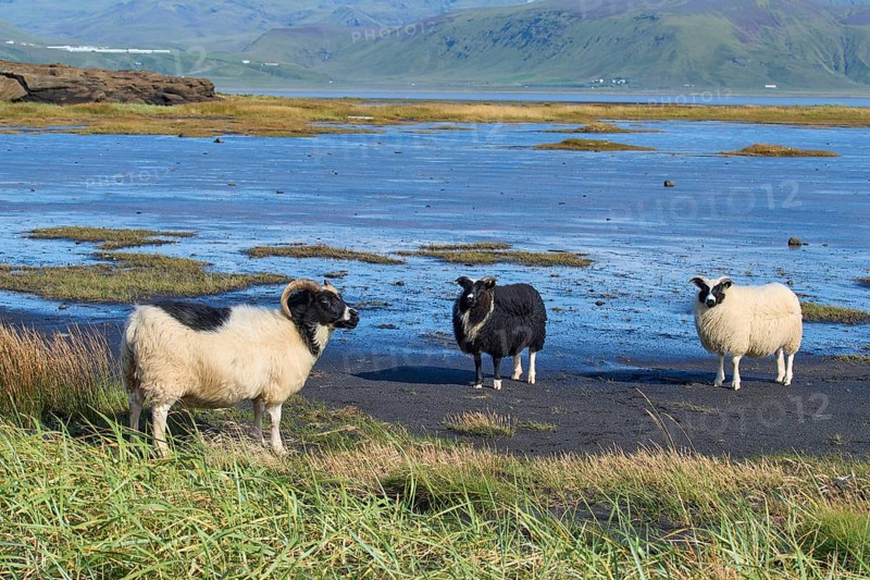 Icelandic sheep, three animals
