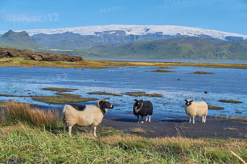 Icelandic sheep, three animals