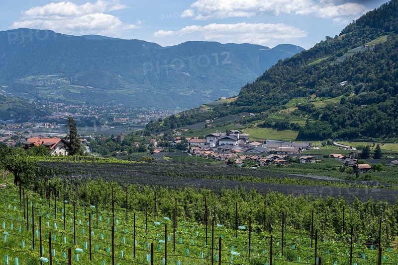 Apple orchard, Alps