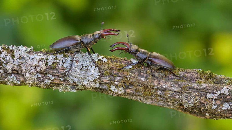 Stag beetle,