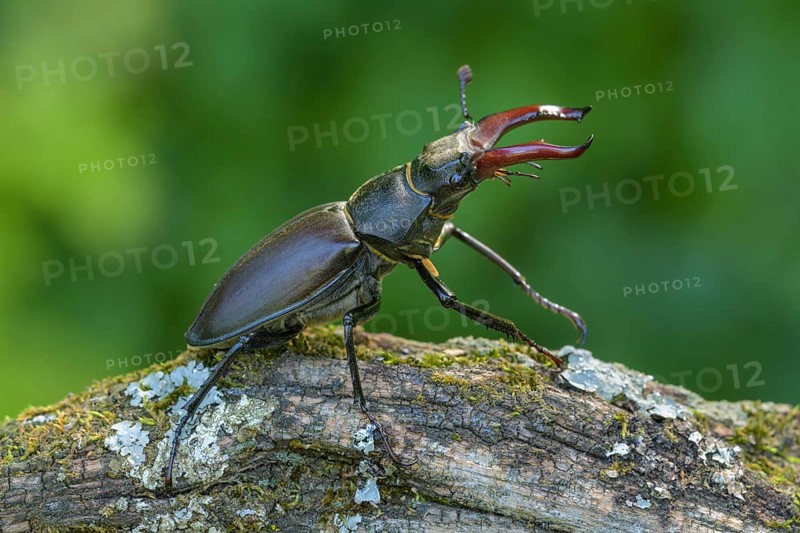 Stag beetle,