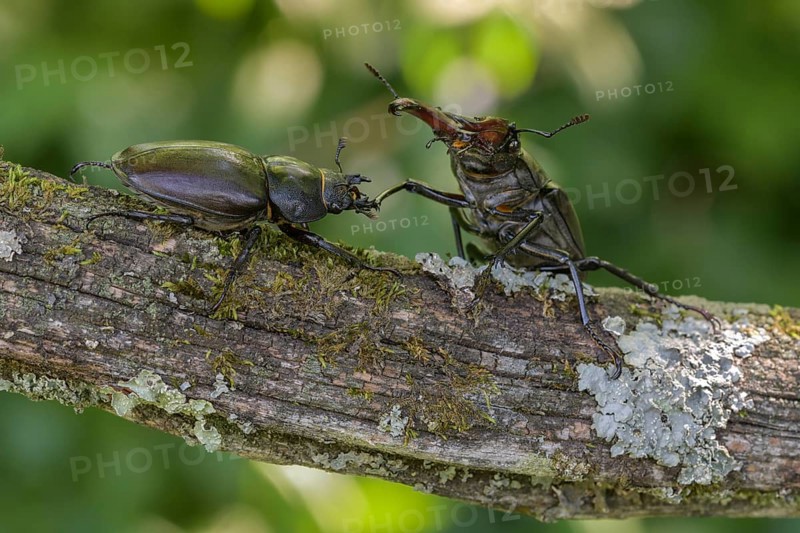 Stag beetle,