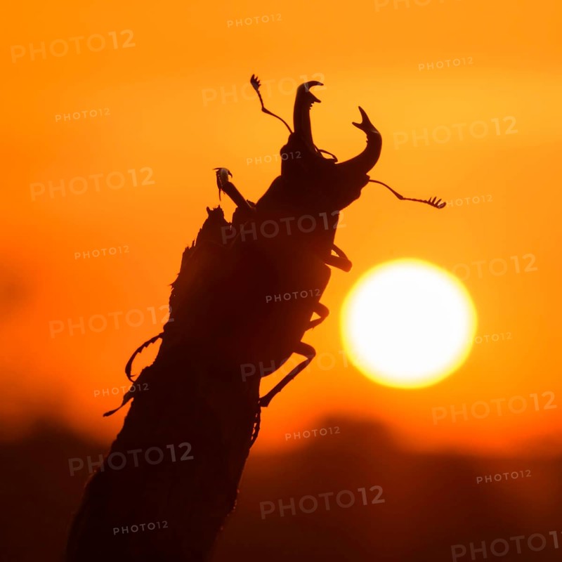 Stag beetle,