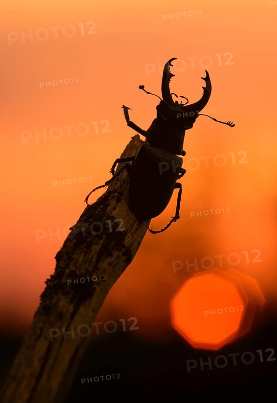 Stag beetle,