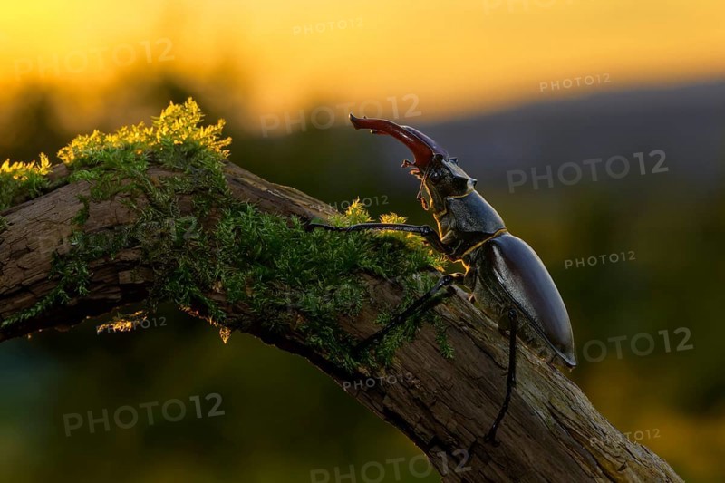 Stag beetle,