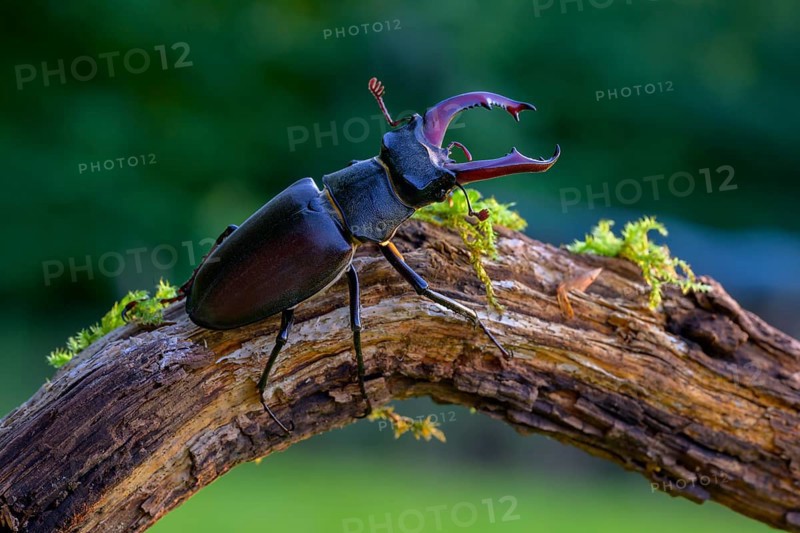 Stag beetle,