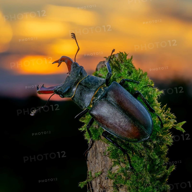 Stag beetle,