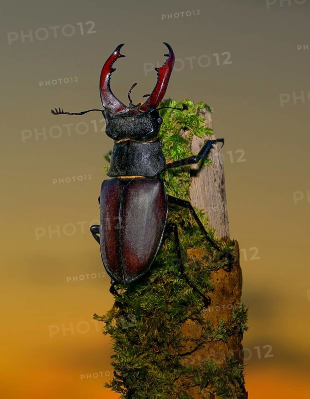 Stag beetle,