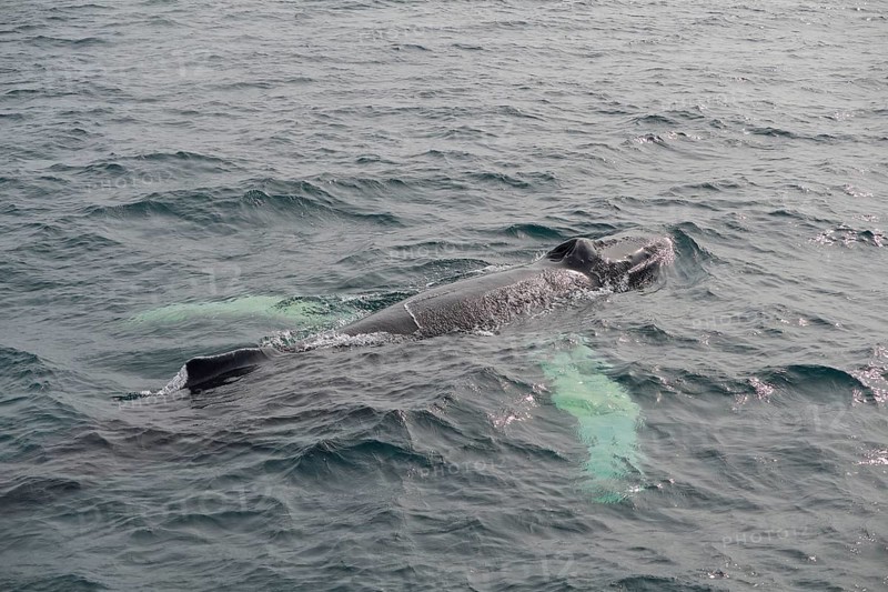Humpback Whale,