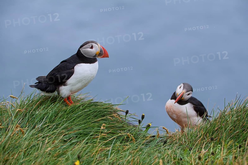 Atlantic Puffin,