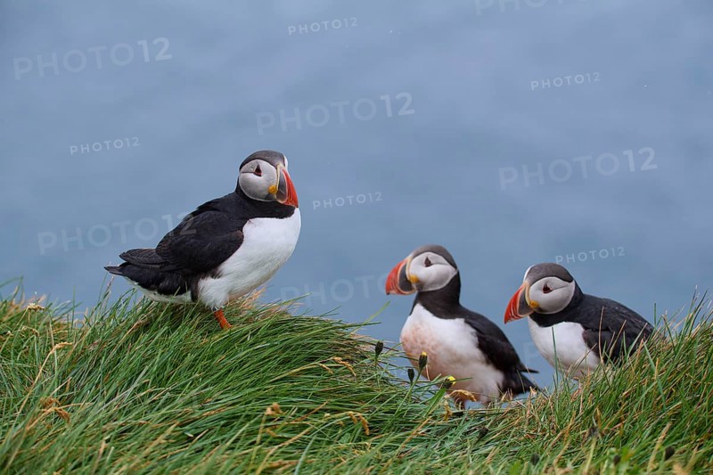 Atlantic Puffin,