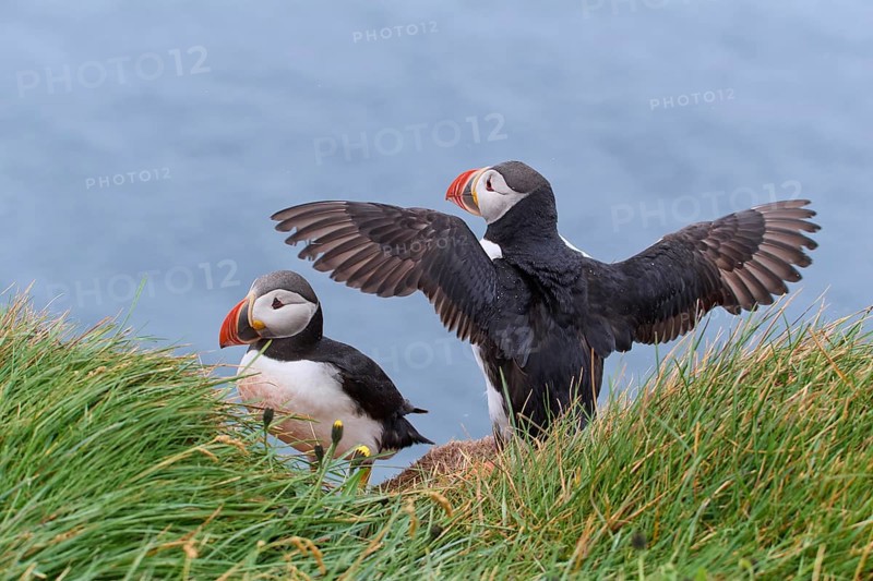 Atlantic Puffin,