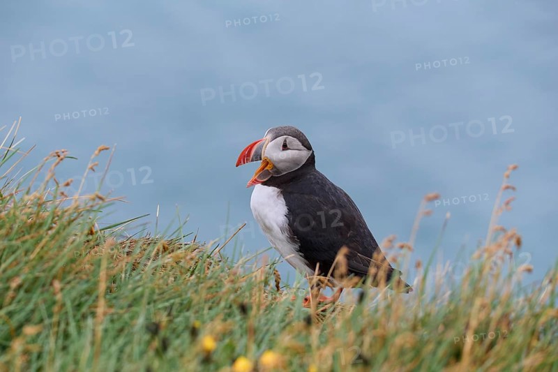 Atlantic Puffin,