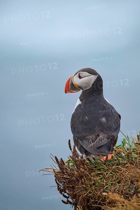 Atlantic Puffin,