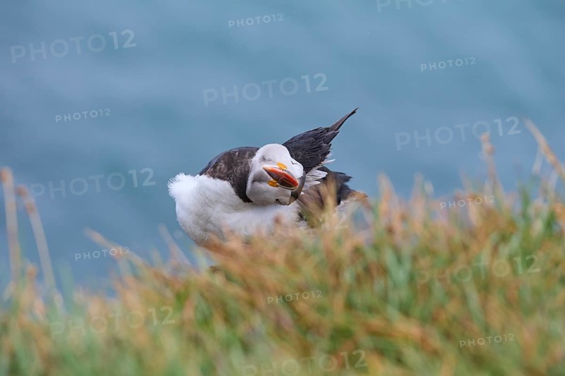 Atlantic Puffin,