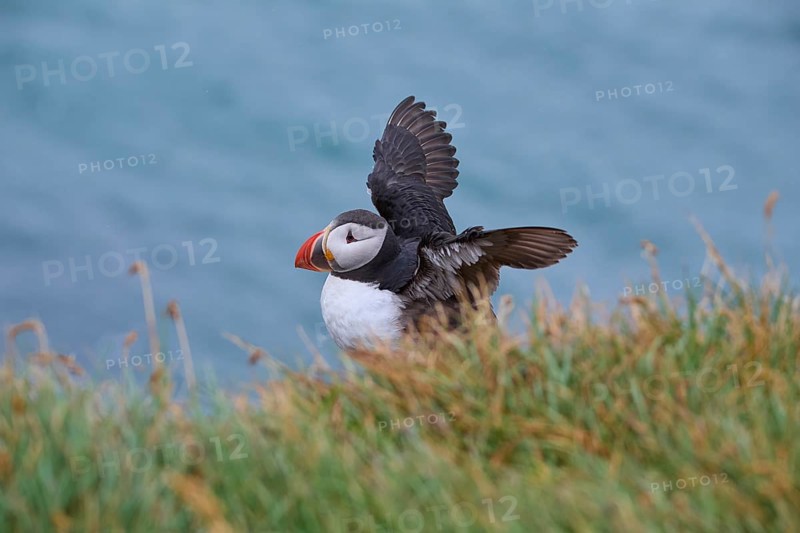 Atlantic Puffin,