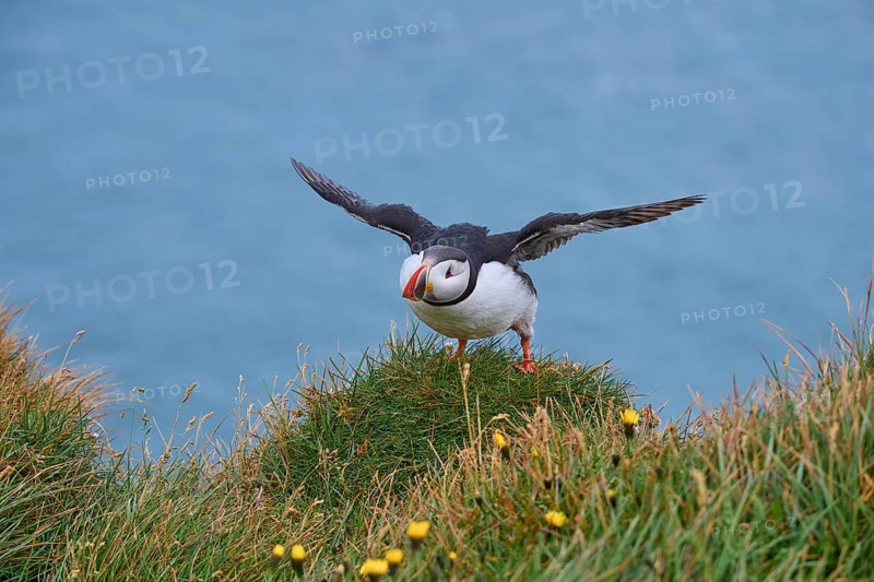 Atlantic Puffin,